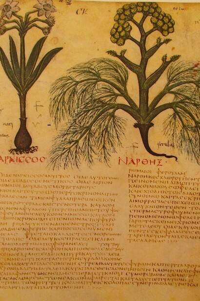 Narciso e Ferula