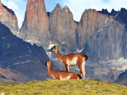 Guanacos en el Parque Nacional Torres del Paine, Chile