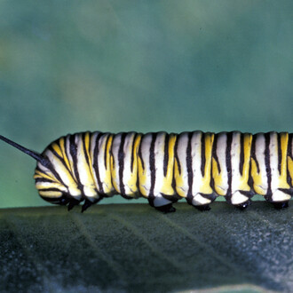Entomology. Courtesy of Royal BC Museum