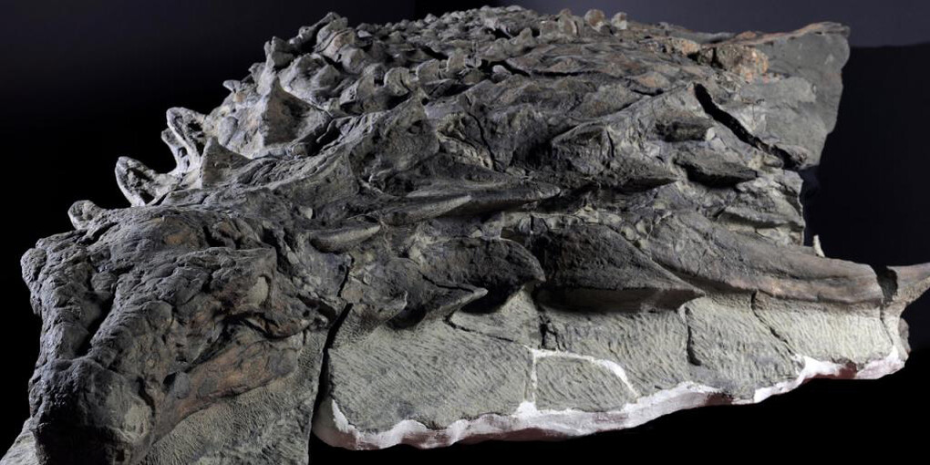 Grounds For Discovery. Courtesy of Royal Tyrrell Museum