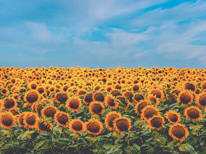 Sunflower products are a major export of both Ukraine and Russia