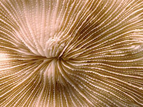 Virtual Shell Hall. Courtesy of Royal Belgian Institute of Natural Sciences