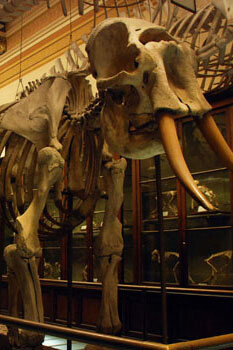 Osteología Comparada. Courtesy of Museo de La Plata