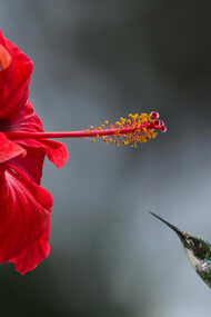 A natureza é mais do que o mundo visível; ela abrange um conjunto de forças, leis e energias essenciais para a vida, enquanto o ser humano, ao se distanciar dessa harmonia, provoca desequilíbrios que afetam todo o planeta
