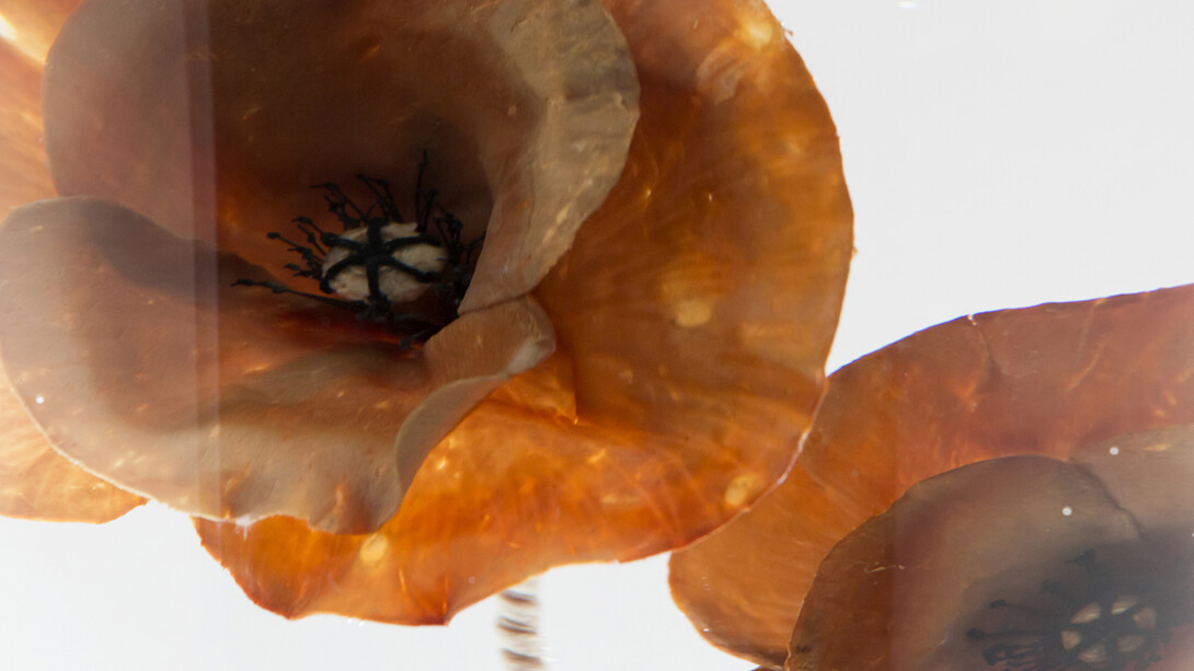 All images: Paddy Hartley, Papaver Rhoeas, 2015 © Courtesy of Paddy Hartley