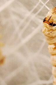 Silkworms inhabit the Silk Pavilion installation, showcasing natural construction methods