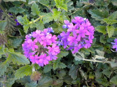 Fiori di Verbena odorosa