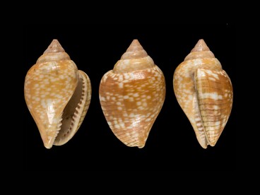 La presenza della Columbella rustica è particolarmente significativa perché questa piccola conchiglia marina è stata spesso utilizzata come ornamento, suggerendo che gli abitanti della grotta attribuissero un valore simbolico o estetico a questi oggetti