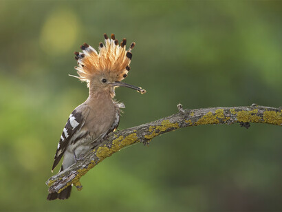 «Upupa epops» o abubilla, especie diurna, solitaria, territorial y migratoria