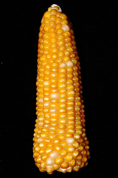 Variedad de maíz olotón