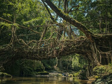 Ancient living root bridge hidden within the lush green sacred forests of Meghalaya, India