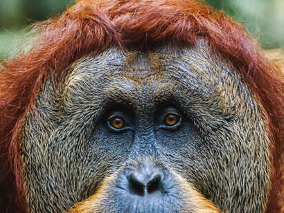 Un orangutan