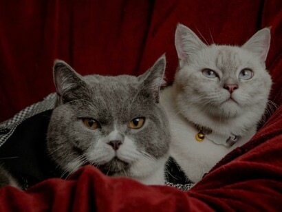 Com o tempo, Atum, o gato, torna-se amigo e companheiro de brincadeiras de Amora