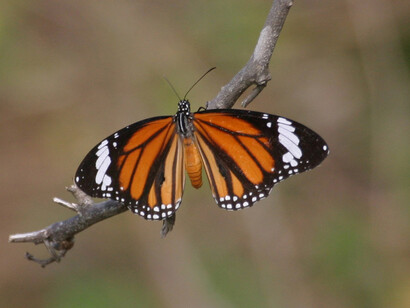 Common Tiger is a frequently seen butterfly © Gehan de Silva Wijeyeratne