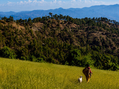 An Indian village woman standing beside her goat with sweeping views of the Himalayan mountains in Lamgara, Uttarakhand, India