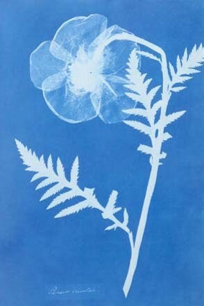 'Poppy', Anna Atkins, about 1852. Museum no. PH.381-1981. © Victoria and Albert Museum, London