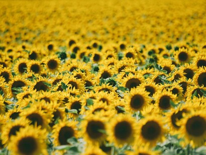 Kansas, the Sunflower State, blooms with golden fields under endless skies
