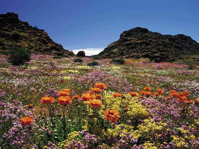 The nature in Africa