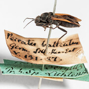 Hemimetabola. Courtesy of Museum für Naturkunde