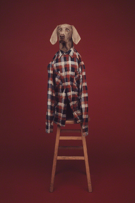 William Wegman. Courtesy of Sperone Westwater