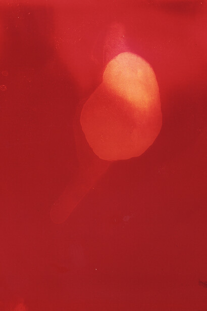 Christelle Boulé, Rose 31. Photogramme original, 12x15 cm.