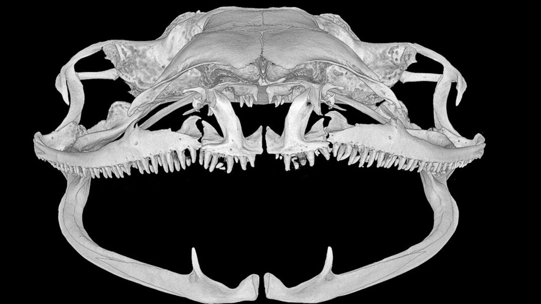 Reptiles and Amphibians. Courtesy of Museum für Naturkunde