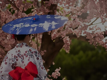 Captivating image of a Japanese woman in traditional kimono attire, holding a Wagasa umbrella, beneath a stunning cherry blossom tree in Japan