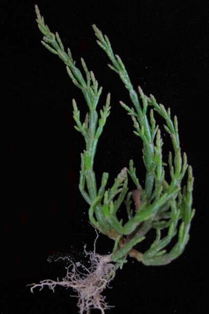 Ricca di minerali come sodio, potassio, magnesio e vitamine, è considerata un alimento salutare, con proprietà depurative e diuretiche grazie al suo alto contenuto di acqua