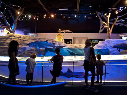 Florida Fossils. Courtesy of Florida Museum of Natural History