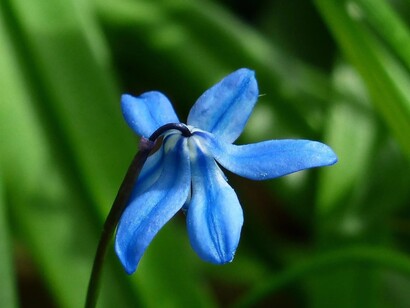 Bluebell il fiore per chi ha paura di mostrare la propria personalità