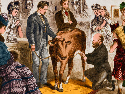 La vache et la variole. Jenner imposa le terme de vaccine, "variolae vaccinae" en latin voulant dire variole de la vache