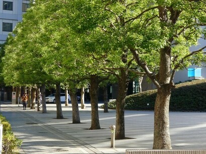 Viale di alberi in città
