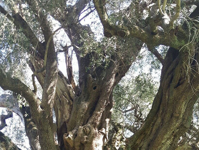 Cuando contemplamos hoy un árbol milenario, podemos elegir ver únicamente un tronco. O podemos ver un organismo que ha atravesado siglos de historia, una estructura que recoge agua, carbono y luz, un sistema de raíces inmerso en una comunidad biológica, un ser vivo. "El patriarca de Luras", región de Gallura, Cerdeña. Italia