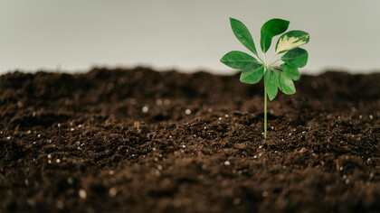 La tierra es el elemento de la estabilidad, la fertilidad y los límites
