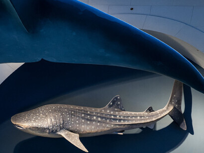 Milstein Hall of Ocean Life. Courtesy of American Museum of Natural History
