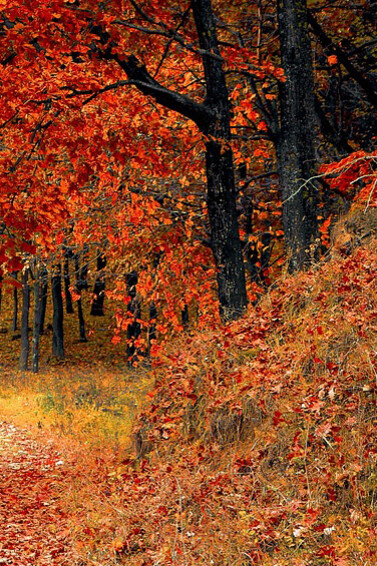 Encinas que alfombran la entrada del bosque