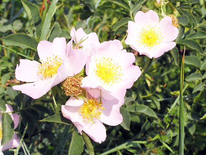 Rosa canina