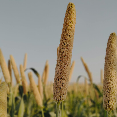 Pearl millet growing in fields in Haryana, India