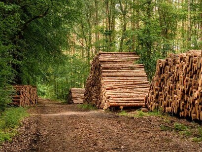 Timber logs stacked along a forest path, reflecting the growing pressure on Brazil’s forests from logging and resource extraction