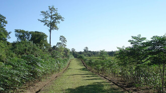Mancotta Heritage Chang Bungalow, Dibrugarh, Tea plantation. Credit Purvi Discovery