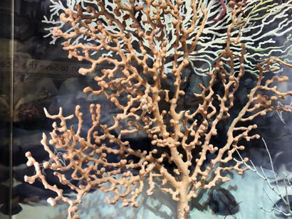 Sant Ocean Hall. Courtesy of Smithsonian's National Museum of Natural History