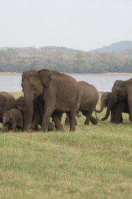 Minneriya has largest seasonally recurring gathering of elephants © Gehan de Silva Wijeyeratne