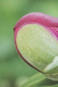A pink flower bud, ready to burst into color and life