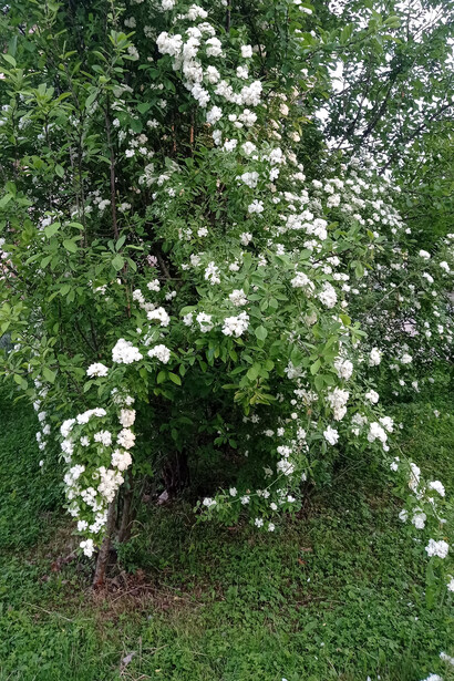 La Rosa di Cristina fatta arrampicare in un vecchio albero Foto di C. Motta