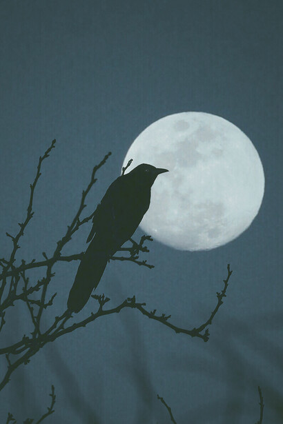 Pequeña ave durante la noche retratada frente a la luna 