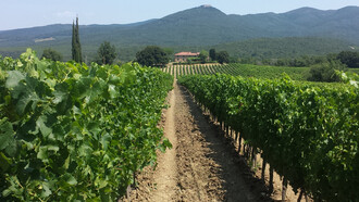 Vineyards in Bolgheri at Grattamacco