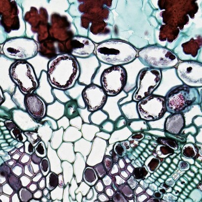 Le nom virus a été emprunté au latin vīrus :« venin, poison, proprement suc des plantes »