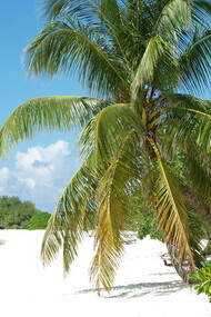 Wonderful Maldives