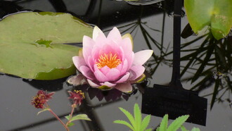 Ninfea Pygmaea Rosea