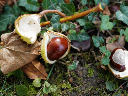 Guy apprende la lezione. Impara a guardare le cose da vicino “finché non assomiglino a nessun’altra” 